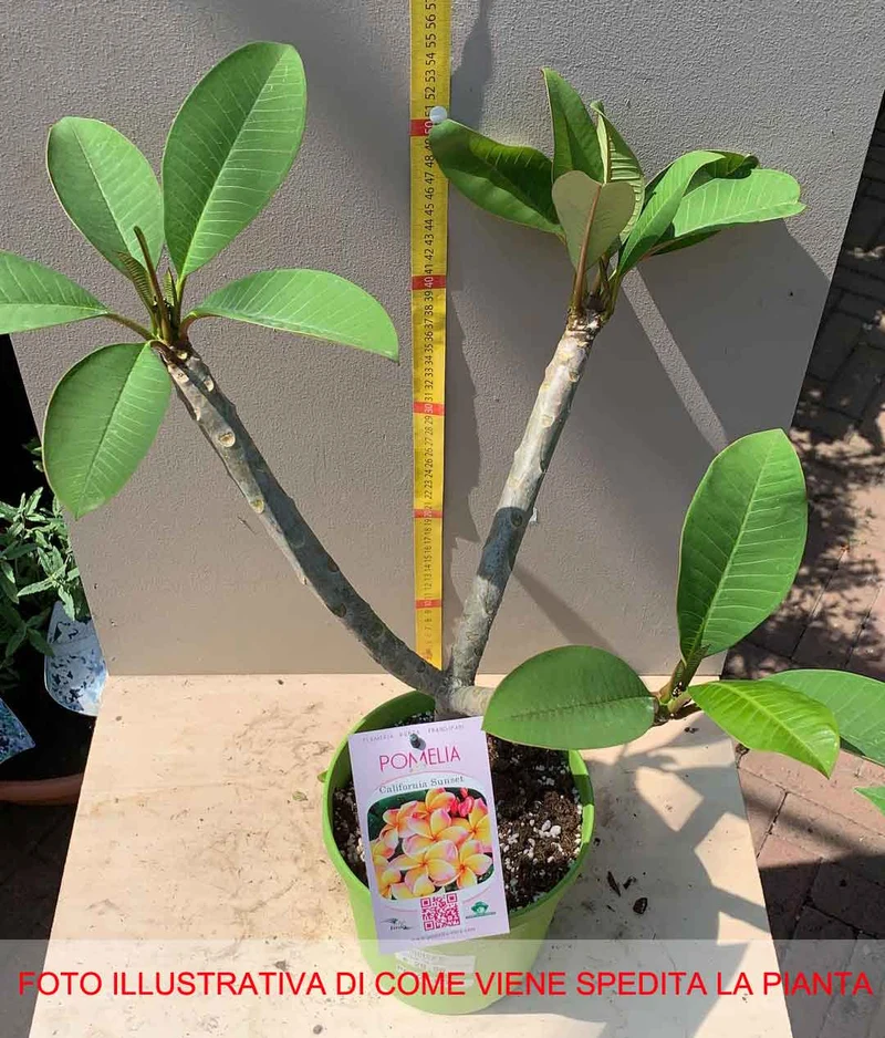 PLUMERIA POMELIA CALIFORNIA IN VASO 18CM