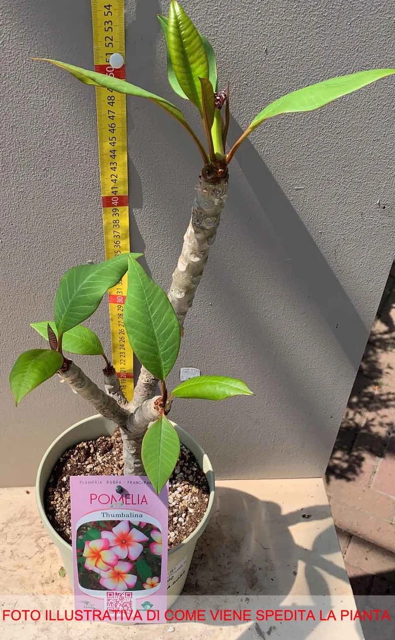 PLUMERIA POMELIA THUMBALINA IN VASO 18CM