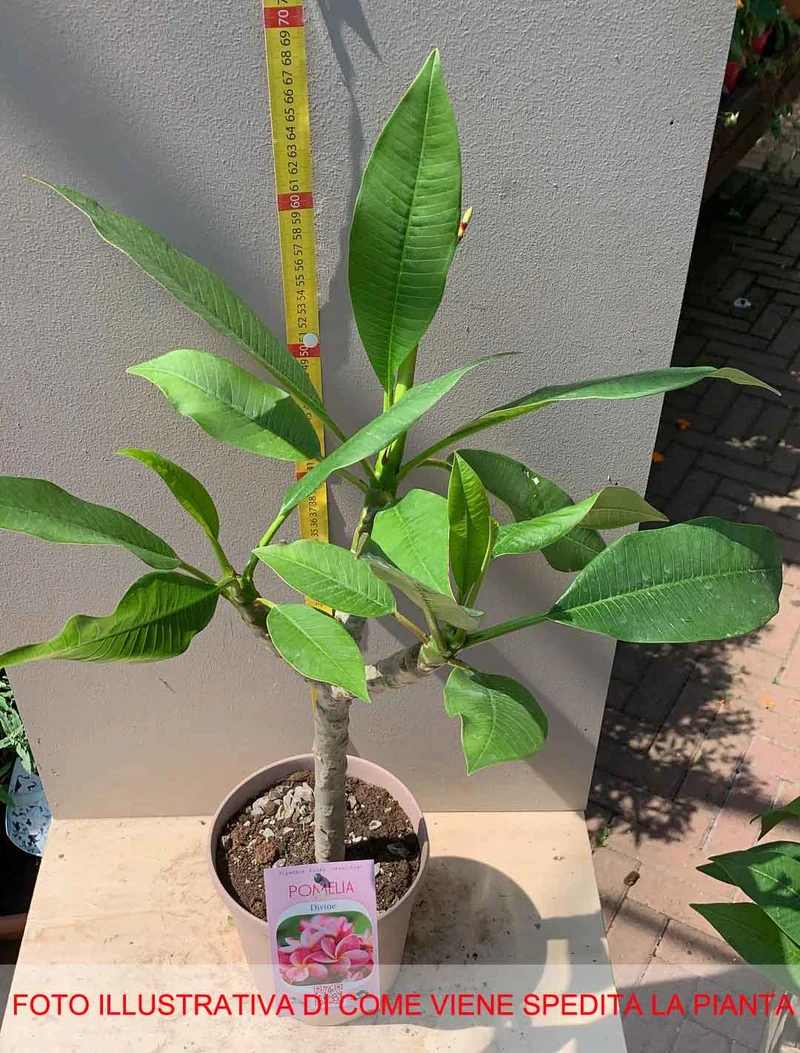 PLUMERIA POMELIA DIVINE IN VASO 18CM