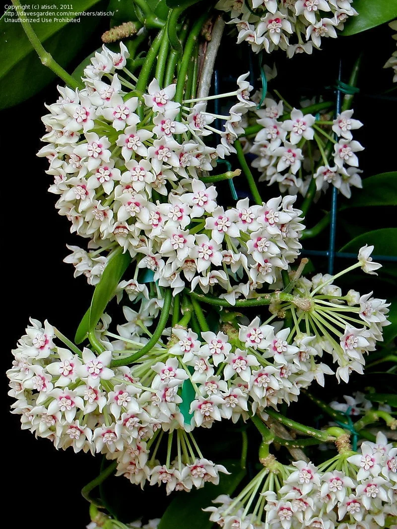 HOYA AUSTRALIS FIORE DI CERA VASO 12CM