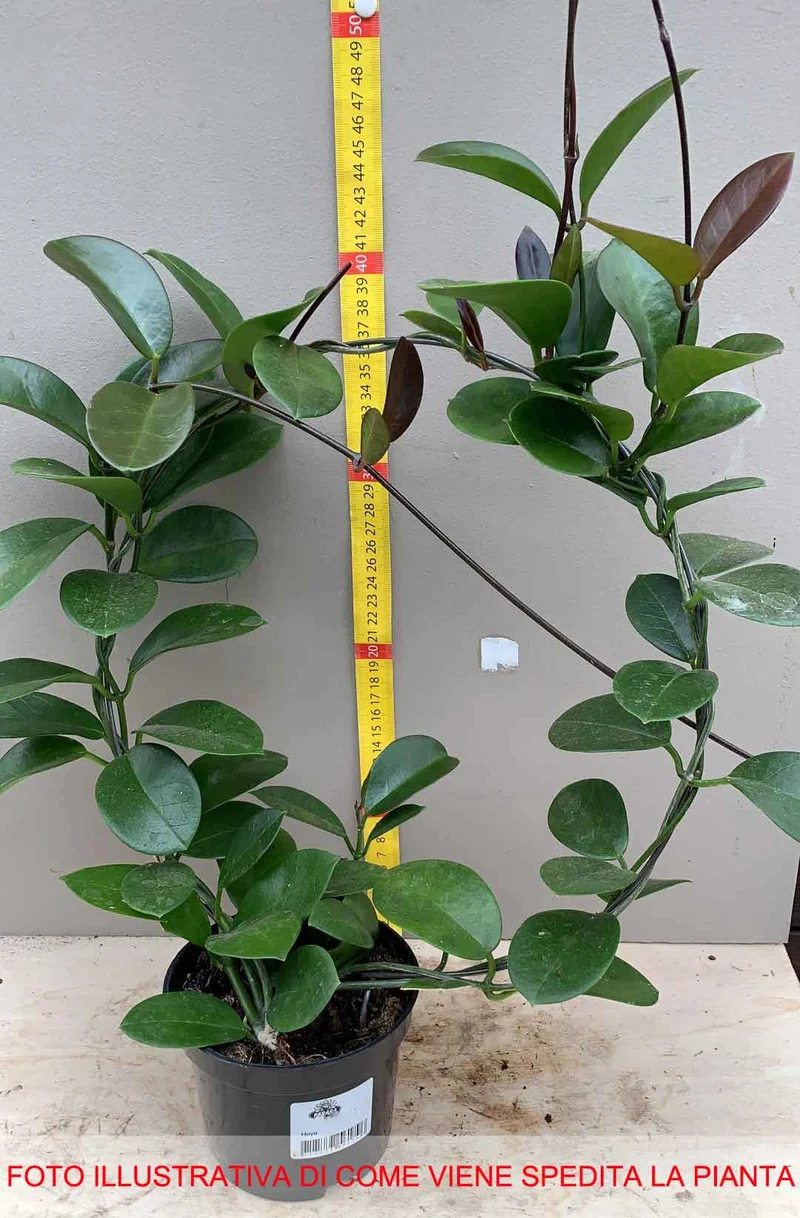 HOYA AUSTRALIS FIORE DI CERA VASO 12CM