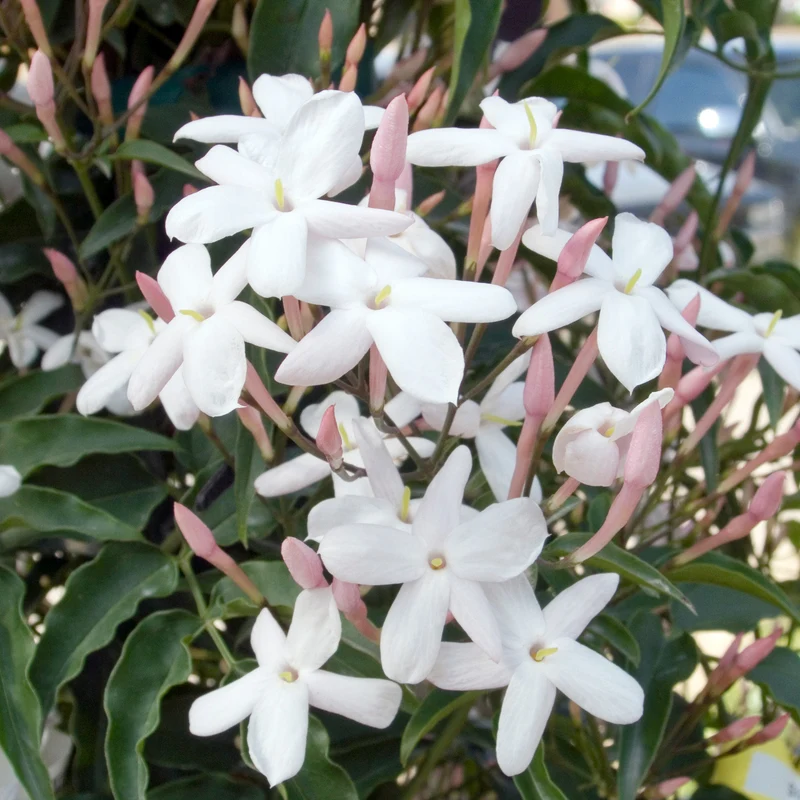 JASMINUM POLYANTHUM GELSOMINO MARZOLINO VASO 12CM