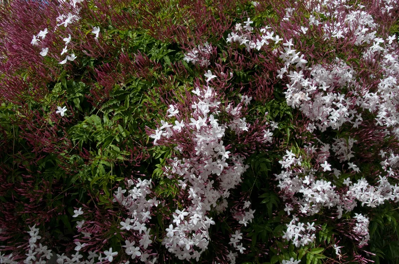 JASMINUM POLYANTHUM GELSOMINO MARZOLINO VASO 12CM
