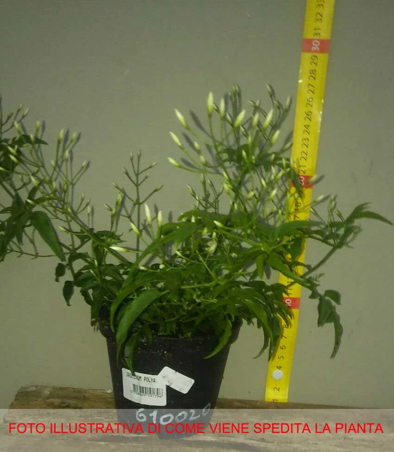 JASMINUM POLYANTHUM GELSOMINO MARZOLINO VASO 12CM