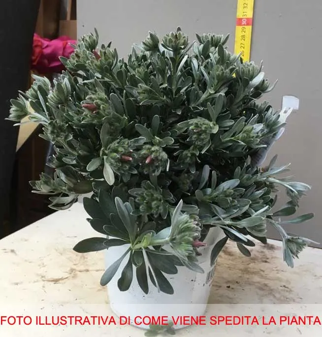 CONVOLVOLO BELLA DI GIORNO VASO 14CM
