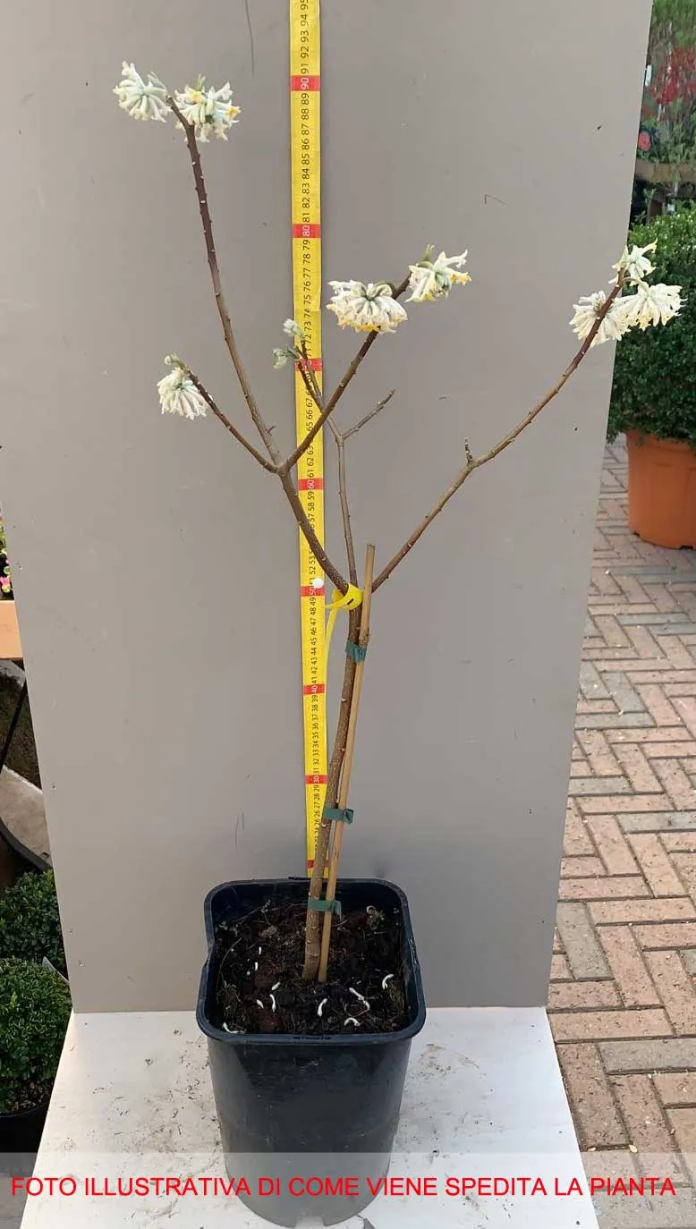 EDGEWORTHIA VASO 20CM
