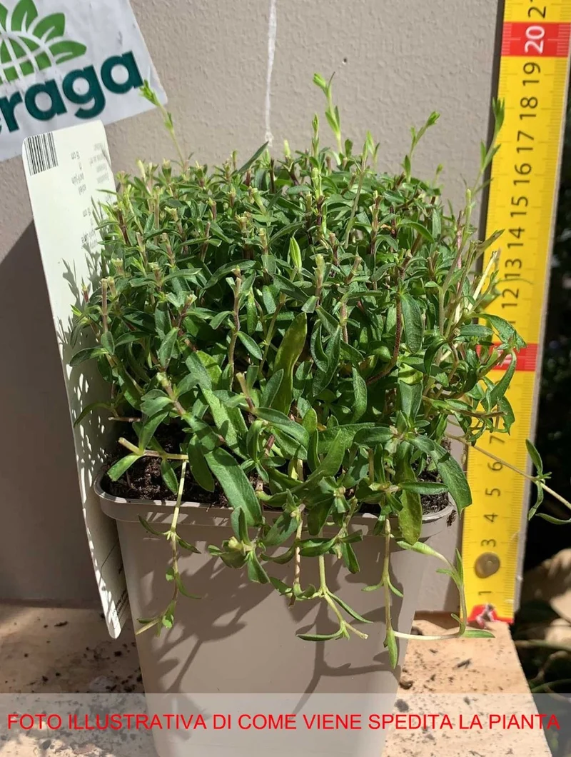 ARENARIA MONTANA RONDA VASO 9CM