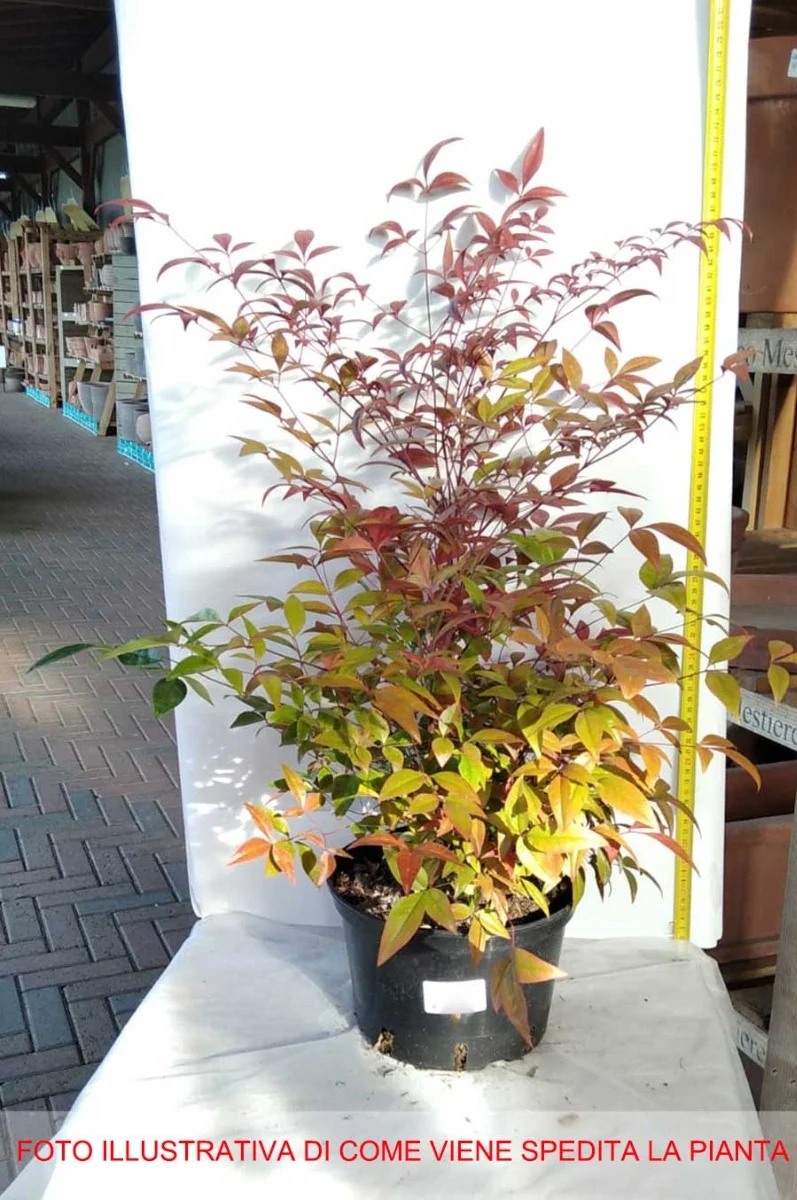 NANDINA DOMESTICA IN VASO 20CM