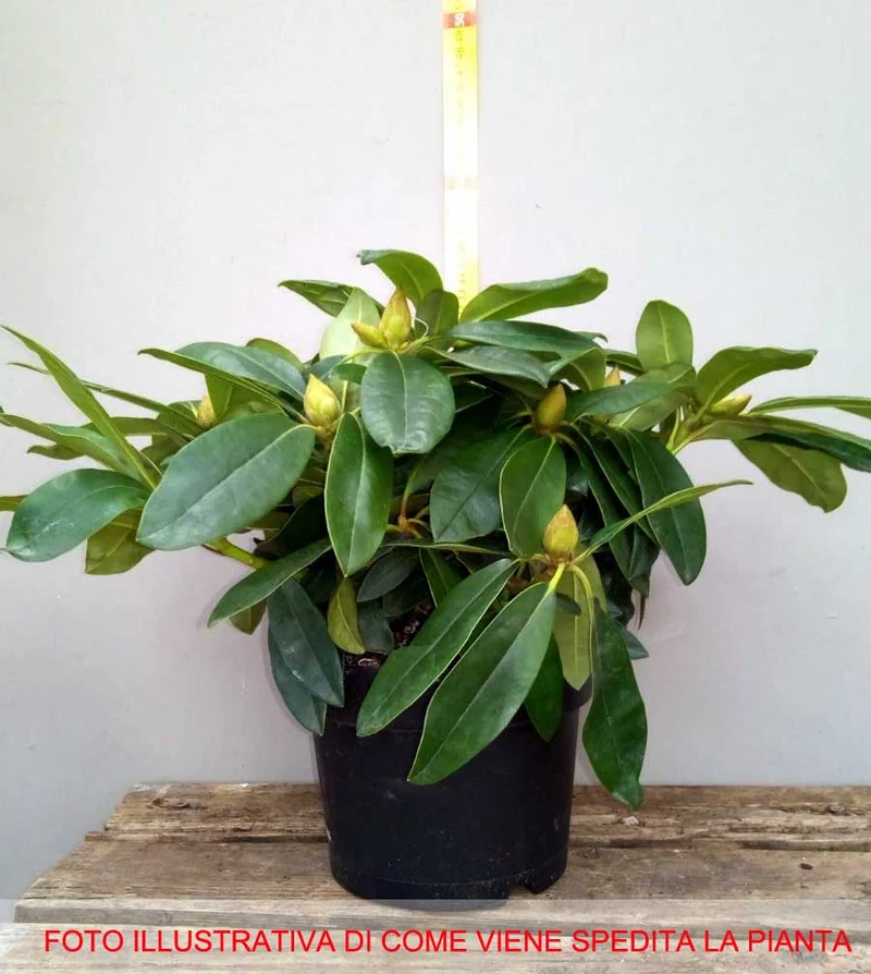 RODODENDRO MARCEL MENARD IN VASO 17CM