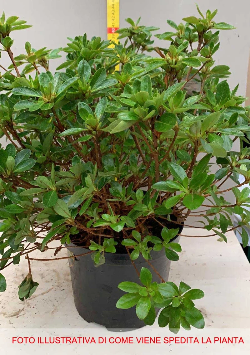 AZALEA JAPONICA RUSTICA GORBELLA VASO 18CM