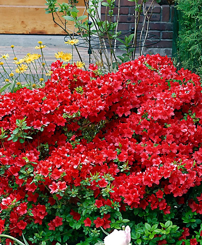 AZALEA JAPONICA RUSTICA ARABESK VASO 18CM