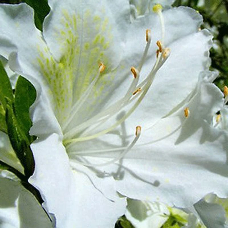 AZALEA JAPONICA RUSTICA MEME VASO 18CM