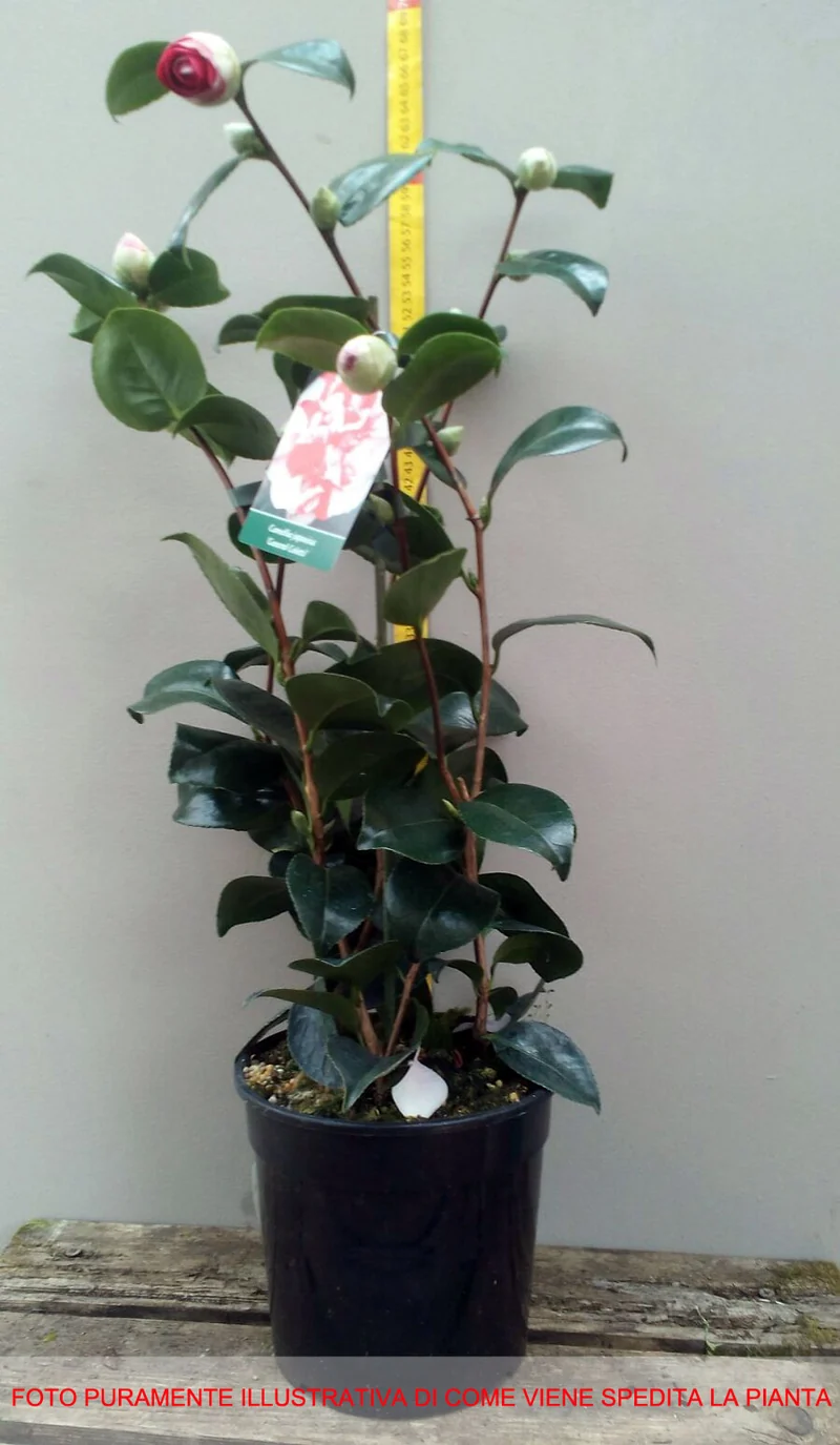 CAMELIA JAPONICA COLETTI VASO 17CM