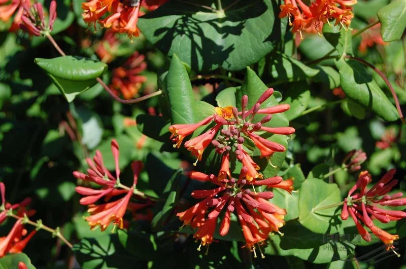 LONICERA CAPRIFOGLIO DROPMORE SCARLET VASO 17CM
