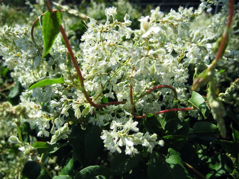 FALLOPIA AUBERTII VASO 17CM