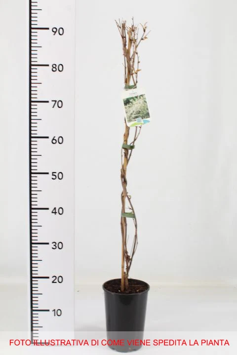FALLOPIA AUBERTII VASO 17CM