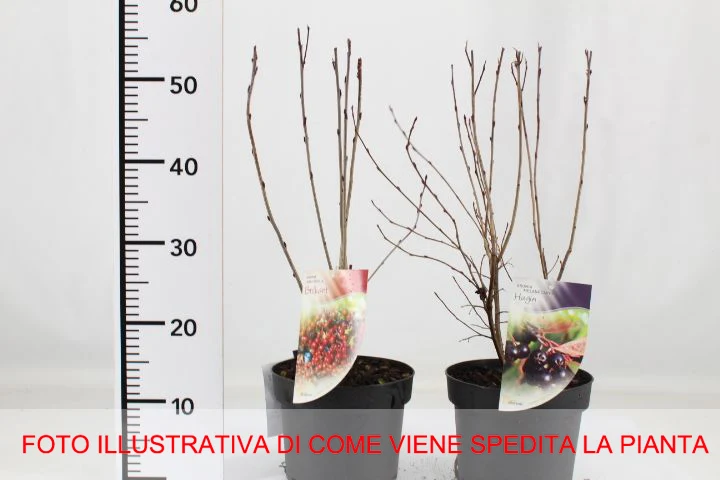 ARONIA MELONOCARPA VASO 21CM