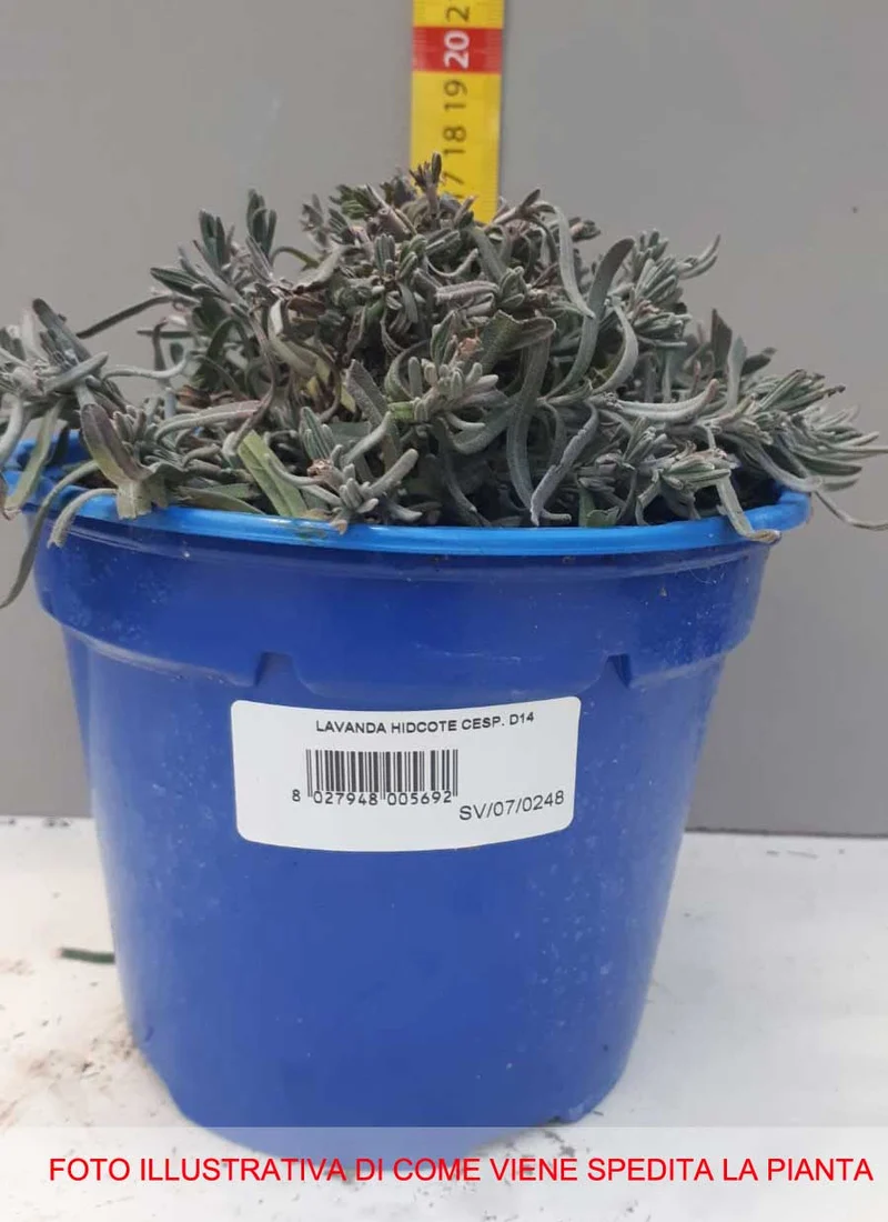 OFFERTA 3 PIANTE DI LAVANDA NANA HIDCOTE IN VASO 14CM