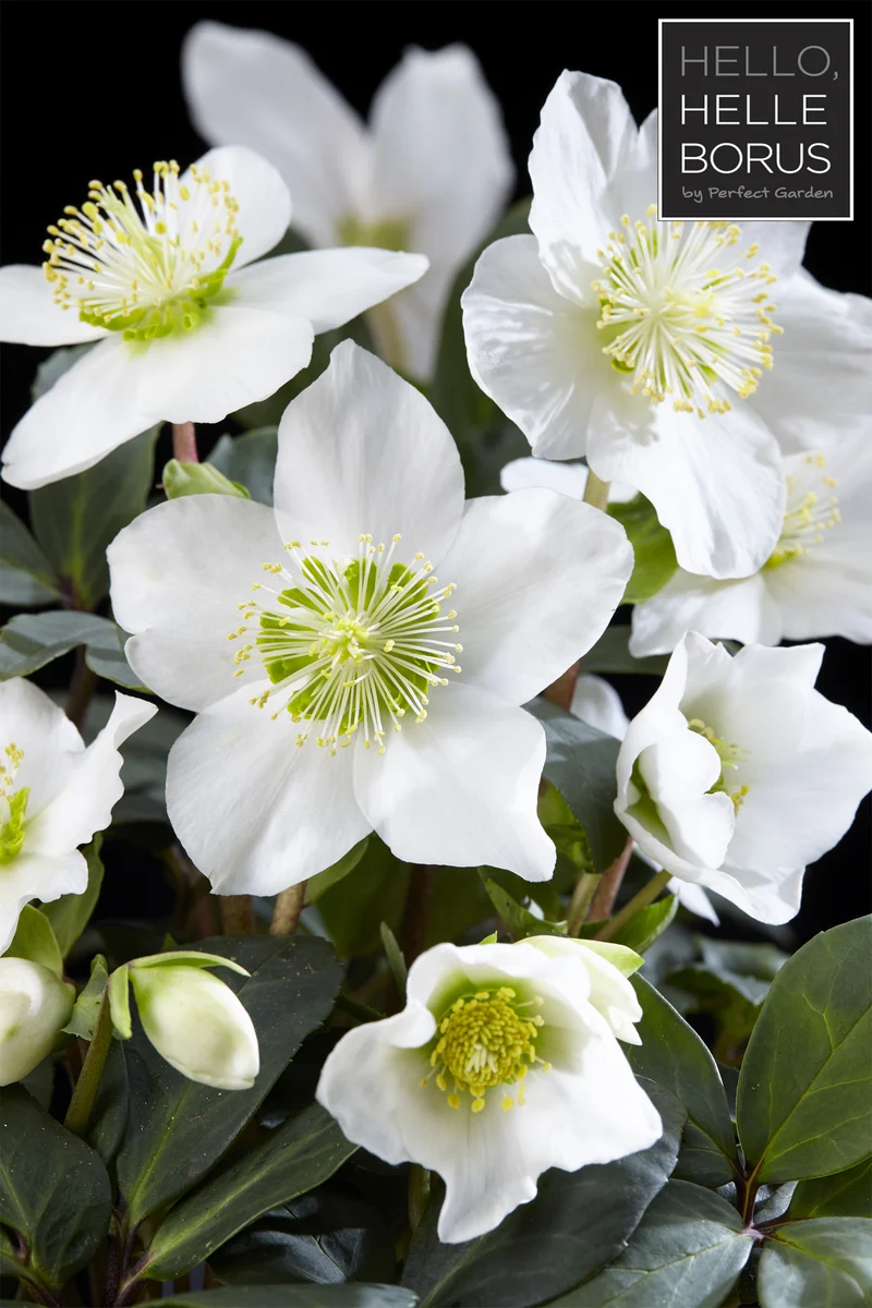 HELLEBORUS CHRISTMAS CAROL XL ROSA DI NATALE VASO 12CM