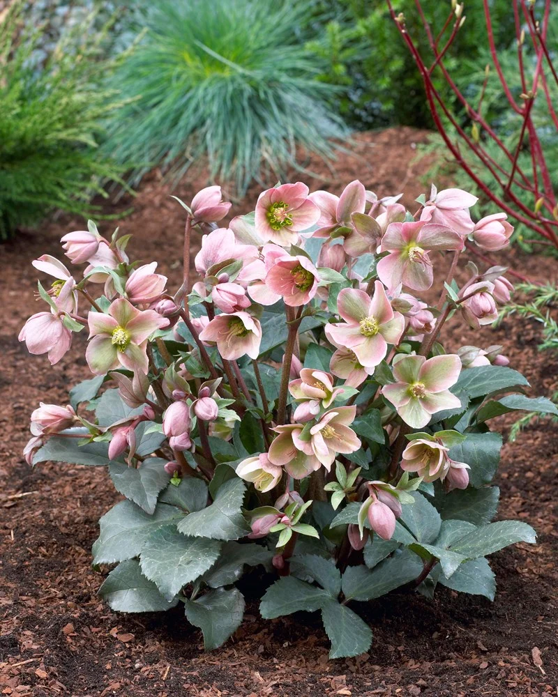 HELLEBORUS ANGEL GLOW ROSA DI NATALE VASO 19CM