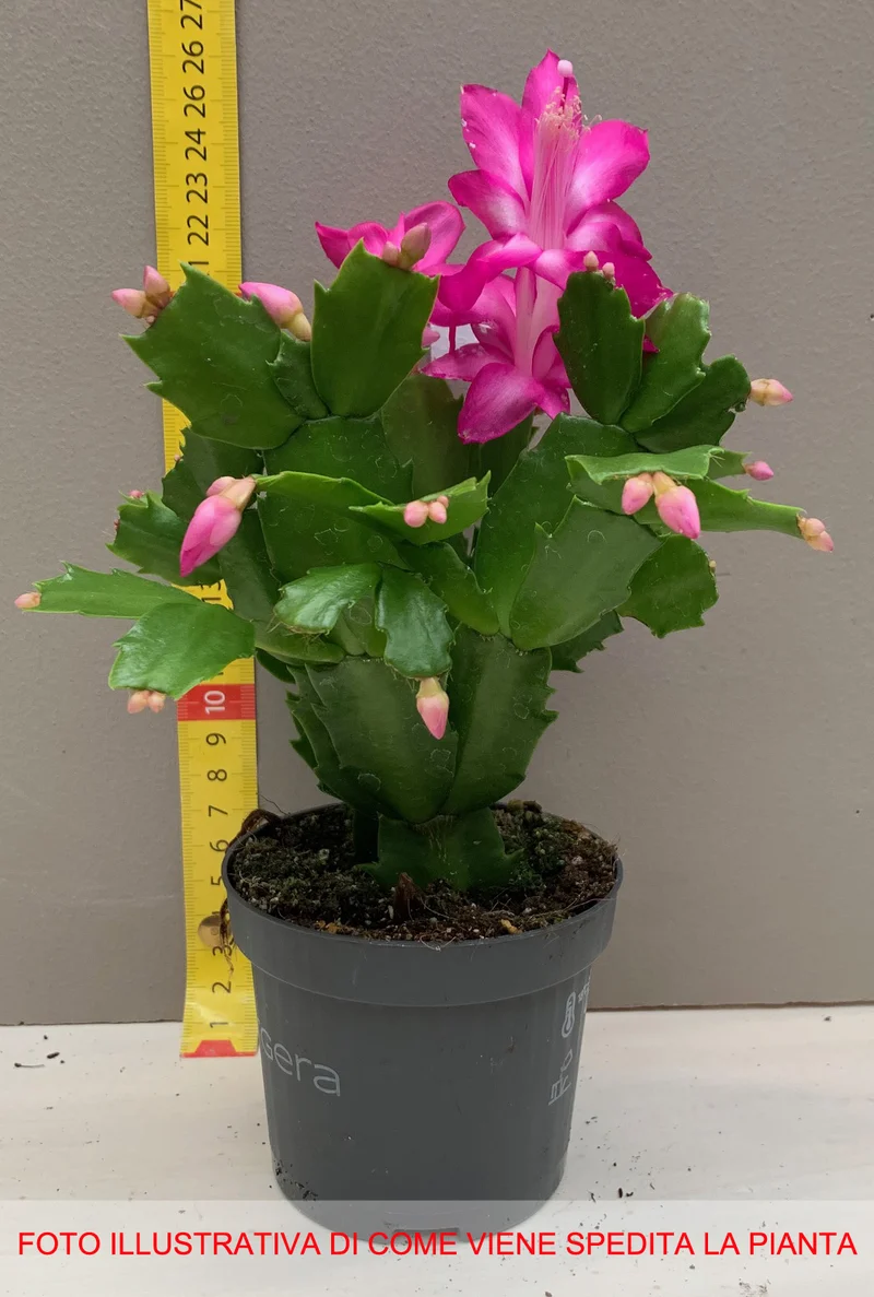 SCHLUMBERGERA CACTUS DI NATALE IN VASO 9CM COLORE A SCELTA