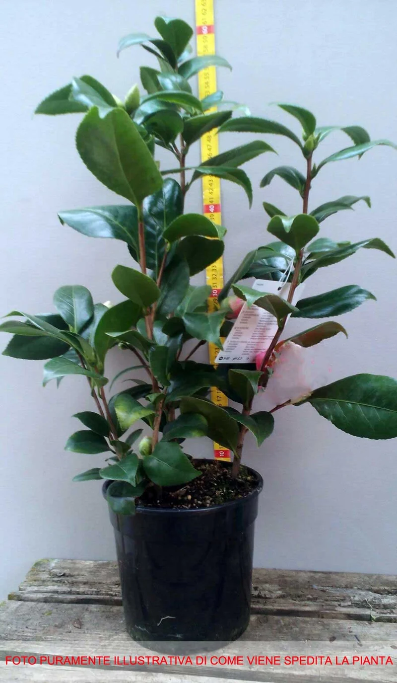 CAMELIA SASANQUA YULETIDE IN VASO 17CM