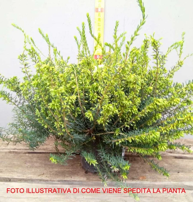 ERICA DARLEYENSIS COLORI ASSORTITI VASO 12CM