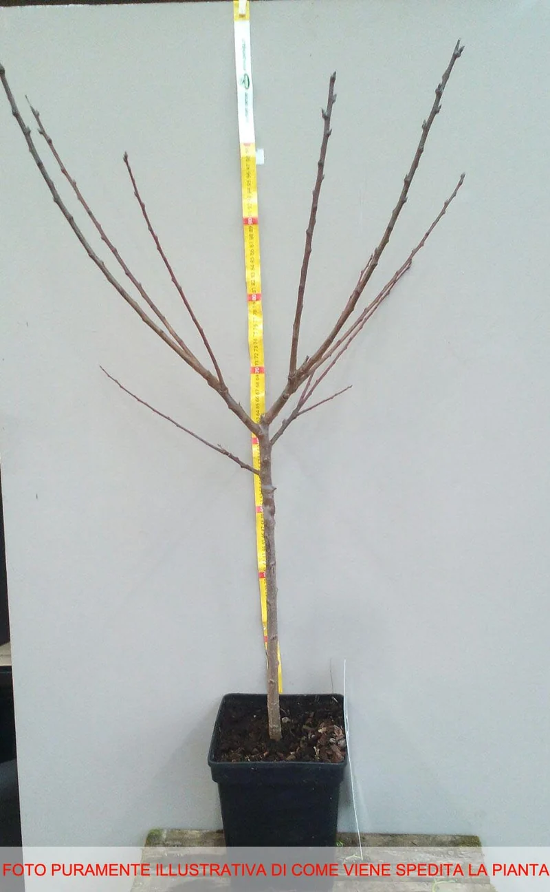 PERO BEURRE HARDY NANO IN VASO 19CM