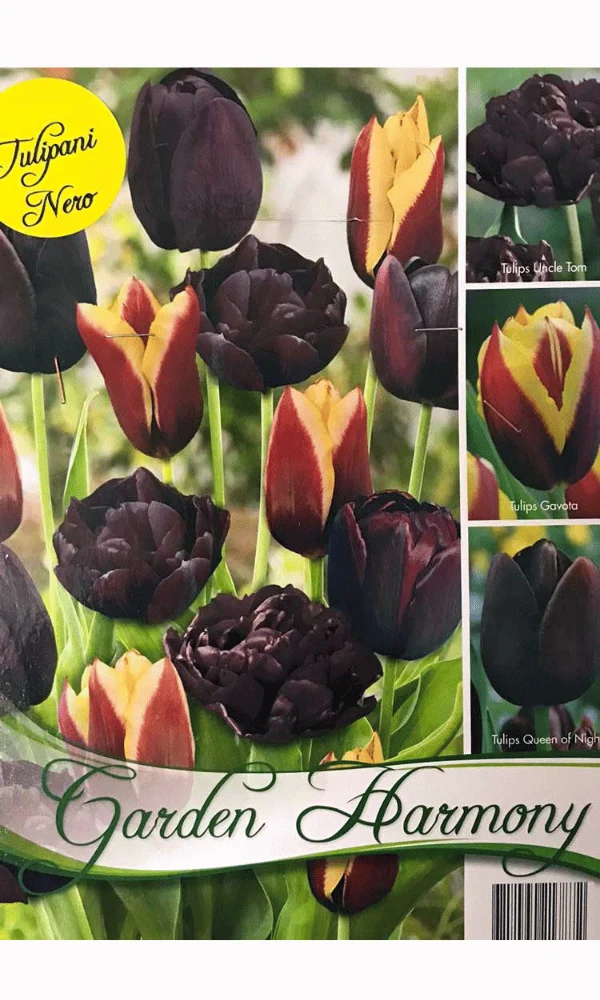 COLLEZIONE 15 BULBI DI TULIPANI NERI PER AIUOLE E VASI