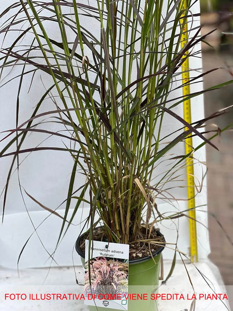 PENNISETUM ADVENA RUBRUM VASO 17CM