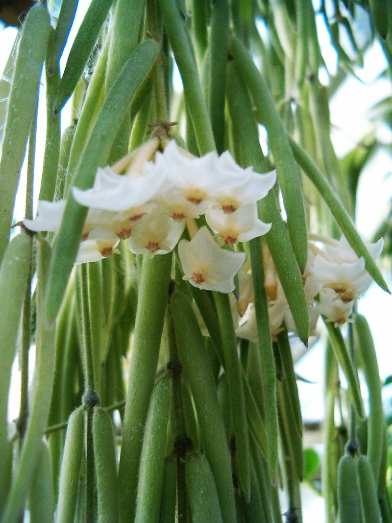 HOYA LINEARIS FIORE DI CERA VASO 14CM