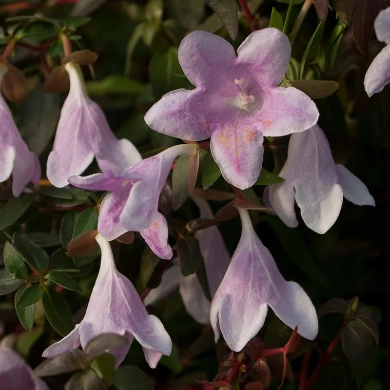 ABELIA GRANDIFLORA PINKY BELLS VASO 13CM