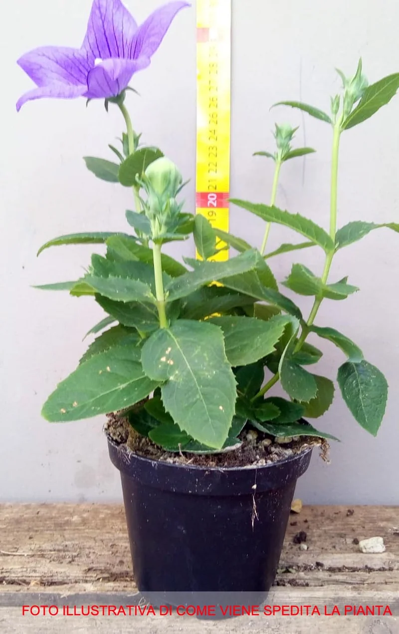 PLATYCODON CAMPANULA VASO 10CM