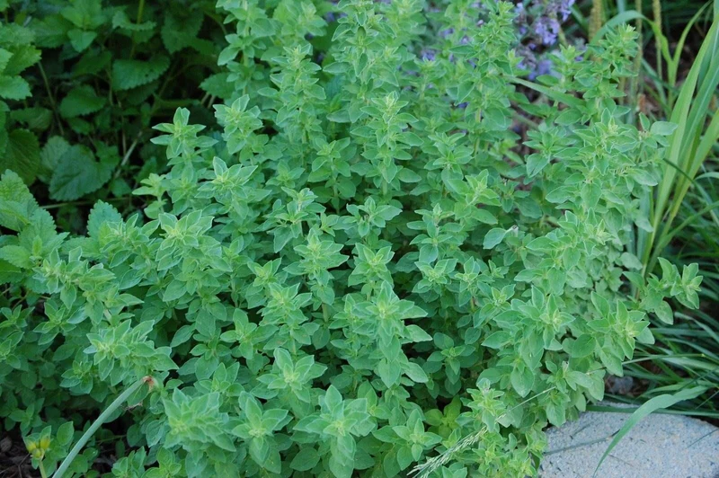 ORIGANO IN VASO 14CM