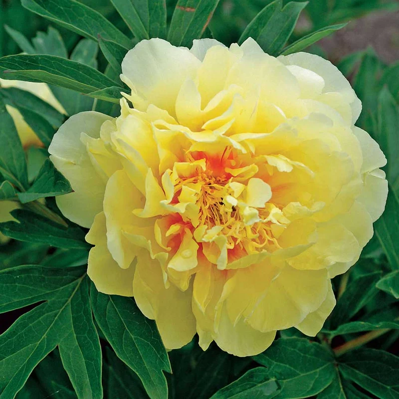 PEONIA ITOH BARTZELLA VASO 18CM