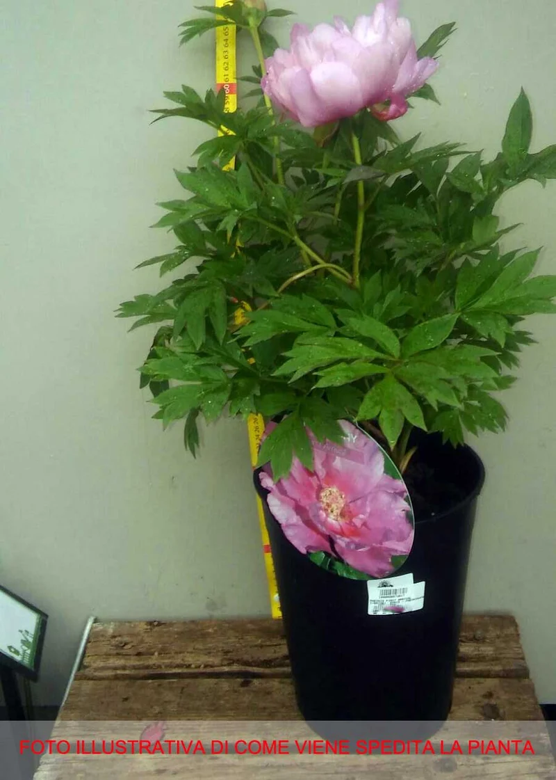 PEONIA ITOH FIRST ARRIVAL VASO 18CM