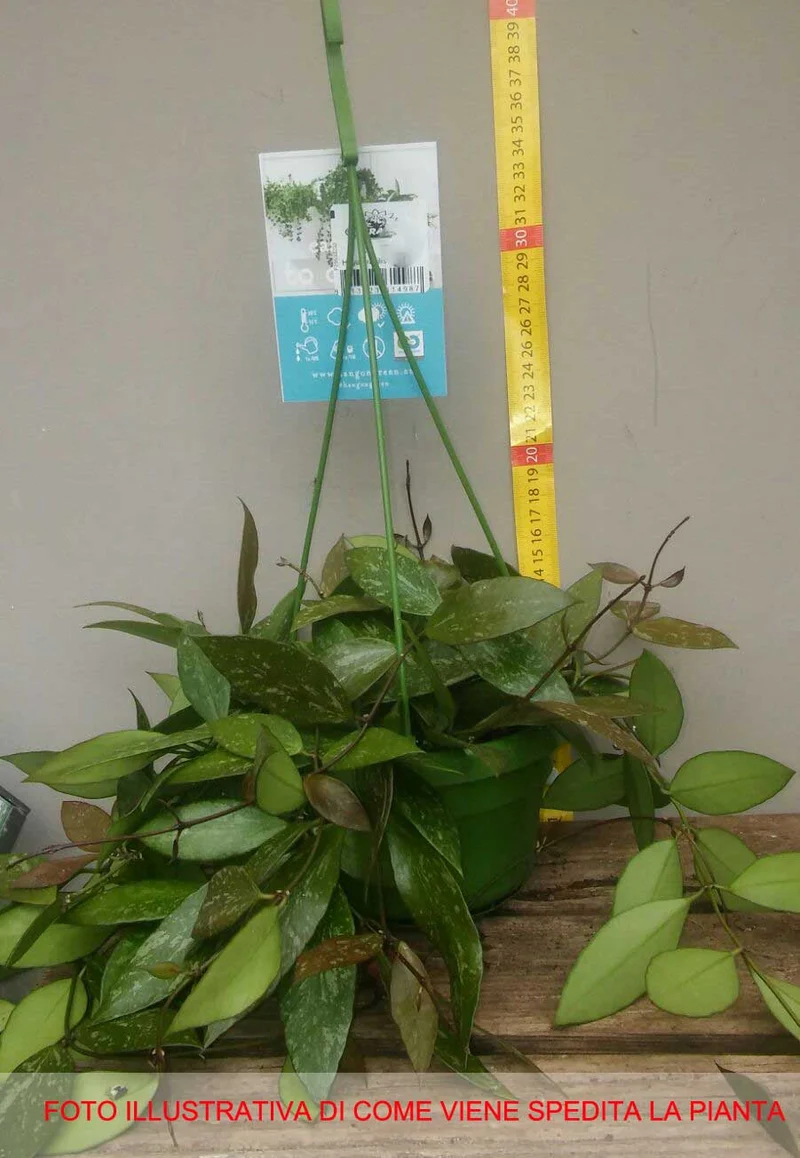 HOYA GRACILIS FIORE DI CERA VASO 14CM