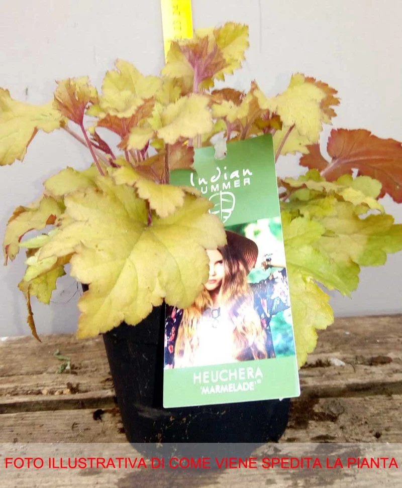 HEUCHERA MARMALADE IN VASO 12CM