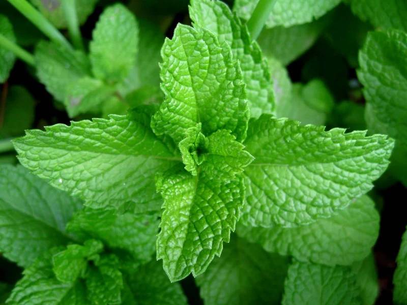 MENTA PIPERITA IN VASO 14CM