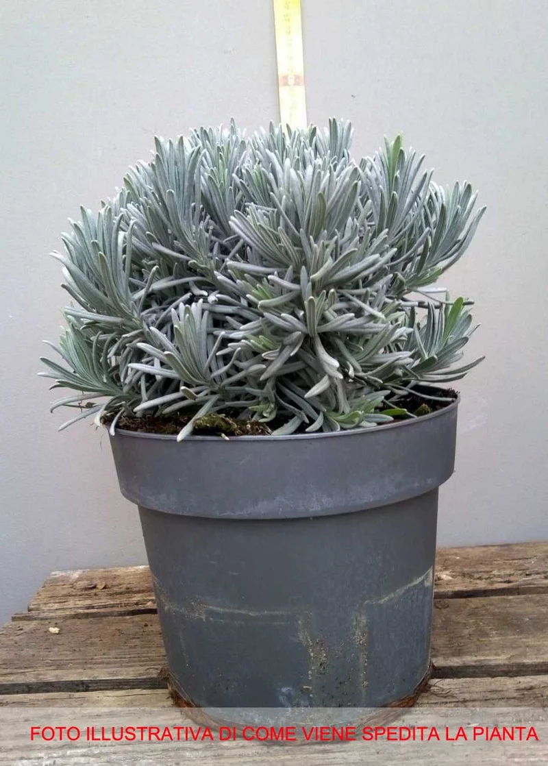 LAVANDULA ANGUSTIFOLIA LAVANDA VERA IN VASO 18CM