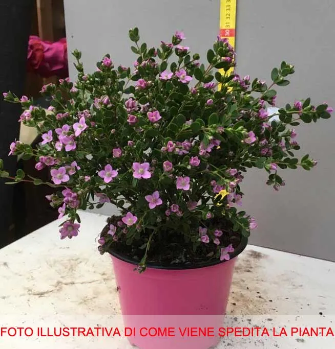 BORONIA CRENULATA IN VASO 14CM