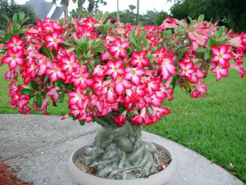 ADENIUM ROSA O ROSA DEL DESERTO VASO 14CM