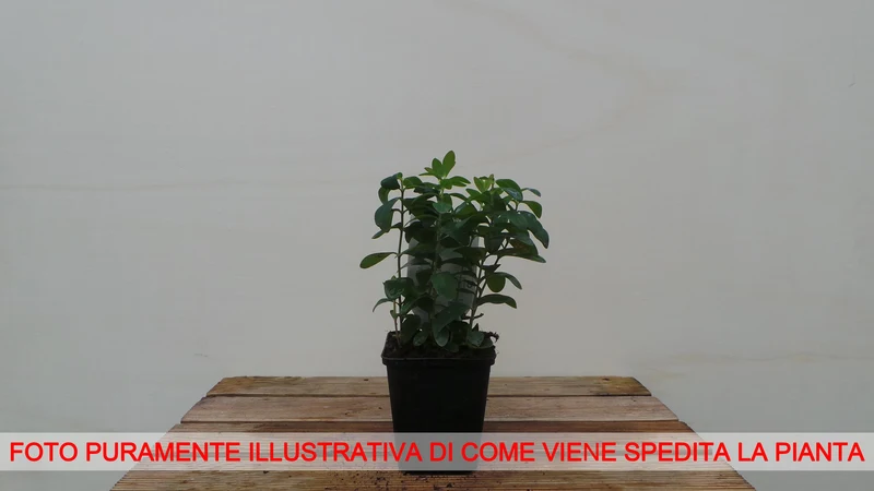 IPERICO HYPERICUM CALYCINUM VASO 7CM