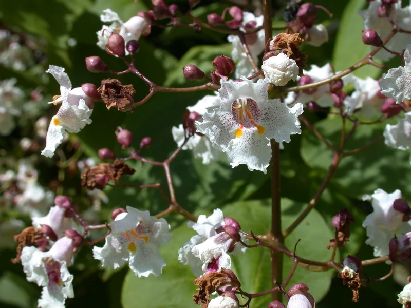 CATALPA ERUBESCENS PURPUREA IN VASO 24CM