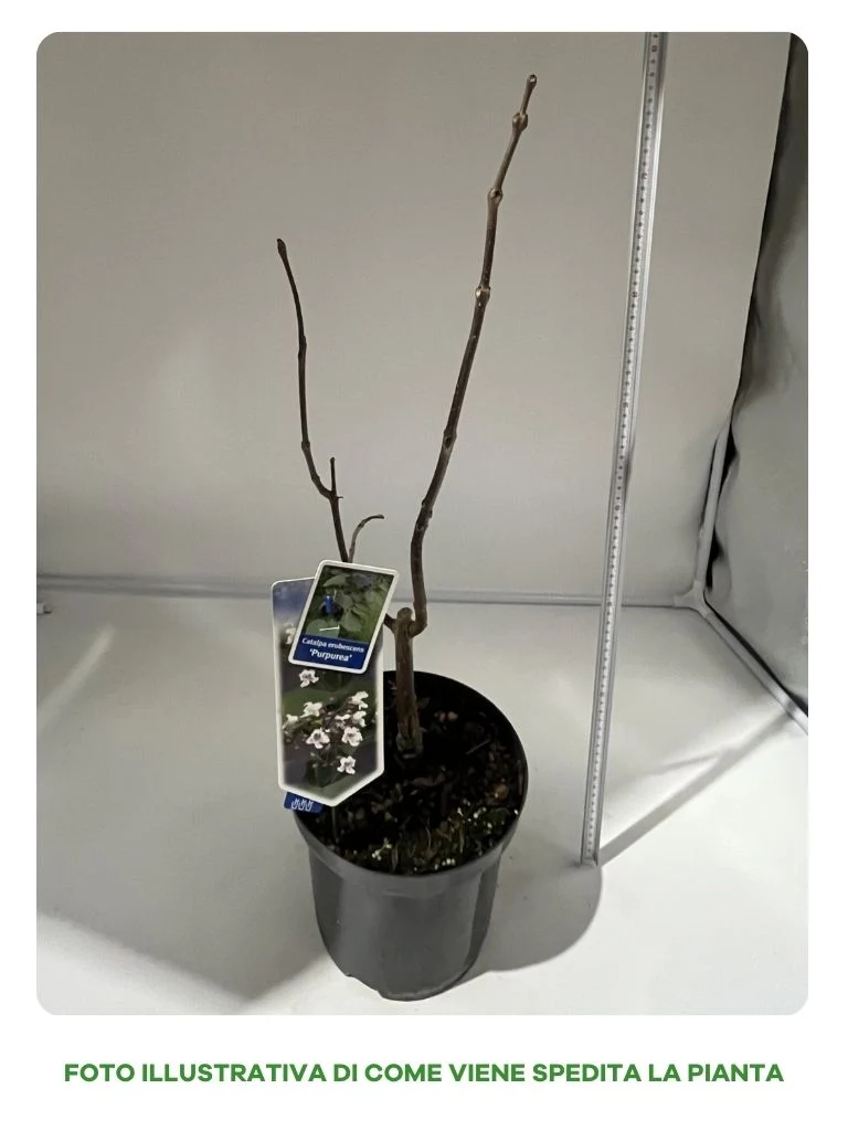 CATALPA ERUBESCENS PURPUREA IN VASO 24CM