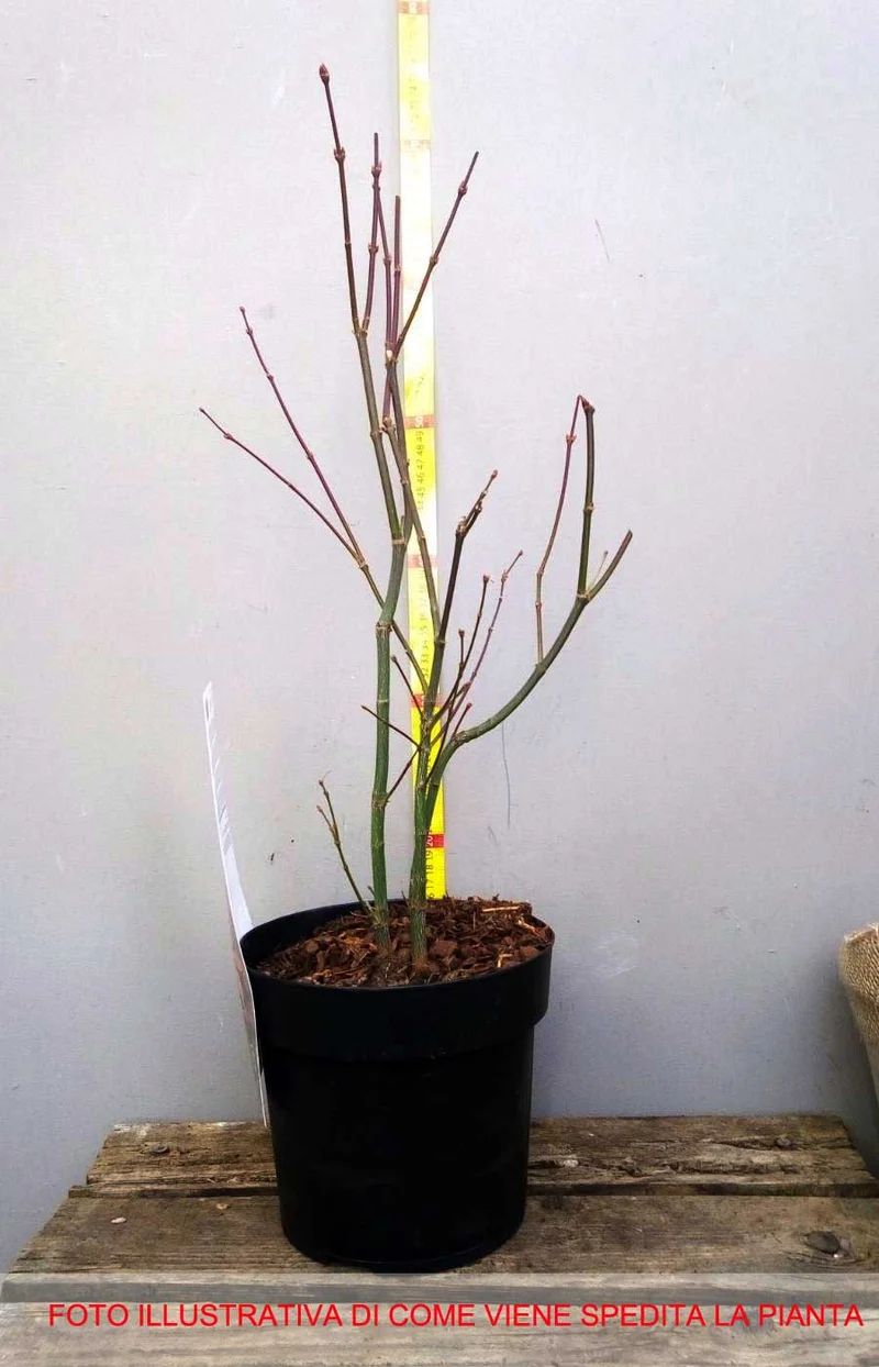 ACERO PALMATUM ATROPURPUREUM IN VASO 19CM