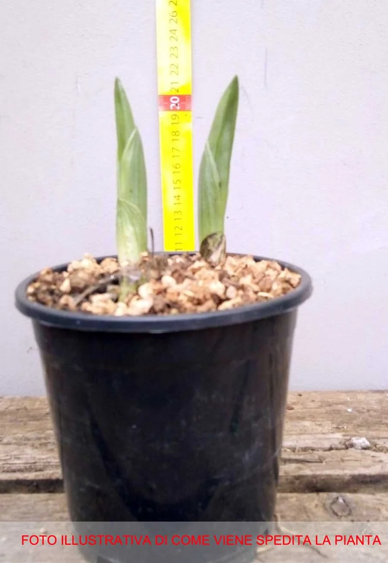 ORCHIDEA DA GIARDINO BLETILLA STRIATA ROSA VASO 12CM