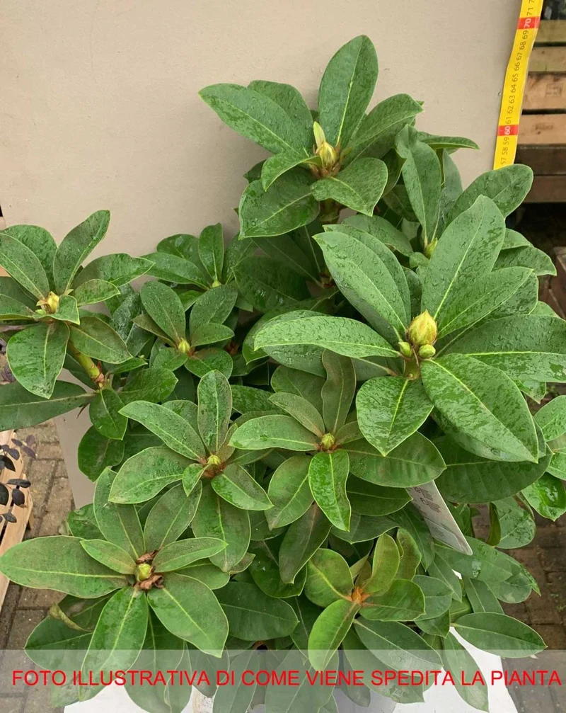 RODODENDRO RED JACK IN VASO 24CM