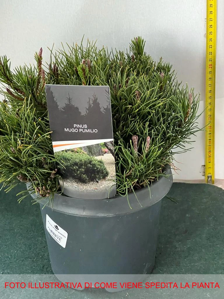PINUS MUGO PUMILIO VASO 19CM