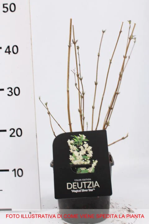 DEUTZIA MAGICAL SILVER STAR VASO 17CM